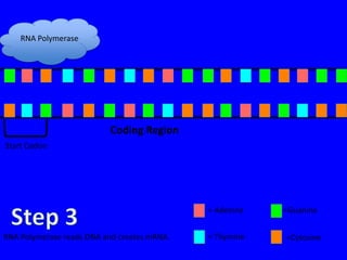 RNA Polymerase




                          Coding Region
Start Codon




                                             = Adenine   =Guanine


RNA Polymerase reads DNA and creates mRNA.   = Thymine   =Cytosine
 
