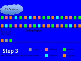 RNA Polymerase




                          Coding Region
Start Codon




                                  = Uracil   = Adenine   =Guanine


RNA Polymerase reads DNA and creates mRNA.   = Thymine   =Cytosine
 