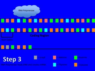 RNA Polymerase




                          Coding Region
Start Codon




                                  = Uracil   = Adenine   =Guanine


RNA Polymerase reads DNA and creates mRNA.   = Thymine   =Cytosine
 
