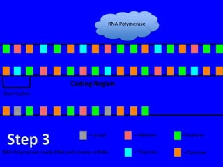 RNA Polymerase




                          Coding Region
Start Codon




                                  = Uracil            = Adenine   =Guanine


RNA Polymerase reads DNA and creates mRNA.            = Thymine   =Cytosine
 