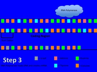 RNA Polymerase




                          Coding Region
Start Codon




                                  = Uracil   = Adenine          =Guanine


RNA Polymerase reads DNA and creates mRNA.   = Thymine          =Cytosine
 