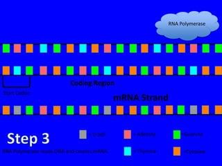 RNA Polymerase




                          Coding Region
Start Codon
                                             mRNA Strand


                                  = Uracil      = Adenine       =Guanine


RNA Polymerase reads DNA and creates mRNA.      = Thymine        =Cytosine
 