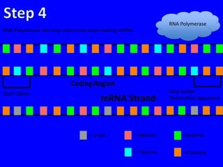 RNA Polymerase
RNA Polymerase hits stop codon and stops making mRNA




                           Coding Region
Start Codon                                                        Stop Codon
                                       mRNA Strand                 Termination Sequence




                                  = Uracil             = Adenine        =Guanine


                                                       = Thymine         =Cytosine
 