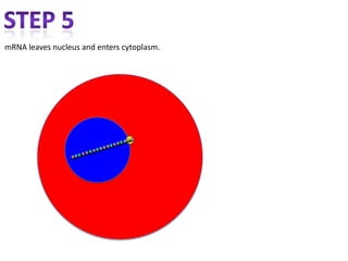 mRNA leaves nucleus and enters cytoplasm.
 