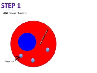 rRNA forms a ribosome.




ribosomes
 