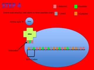 = Adenine   =Guanine

Amino acid attaches and starts to form peptide chain.    = Uracil   =Cytosine


       Amino Acid       Met




     Anticodon


                       Start Codon
 