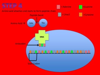 = Adenine   =Guanine
Amino acid attaches and starts to form peptide chain.
                           Peptide bond                  = Uracil   =Cytosine


        Amino Acid       Leu          Thr




            Anticodon




                         Start Codon
 