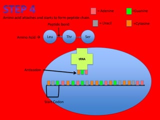 = Adenine   =Guanine
Amino acid attaches and starts to form peptide chain.
                           Peptide bond                  = Uracil   =Cytosine


        Amino Acid       Leu          Thr        Ser




            Anticodon




                         Start Codon
 