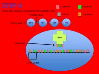= Adenine   =Guanine
Amino acid attaches and starts to form peptide chain.
                           Peptide bond                  = Uracil   =Cytosine


        Amino Acid       Leu          Thr        Ser       Pro




            Anticodon




                         Start Codon
 