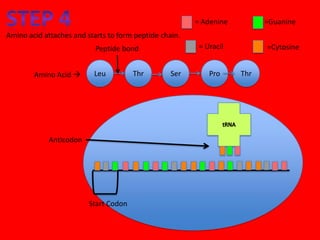 = Adenine         =Guanine
Amino acid attaches and starts to form peptide chain.
                           Peptide bond                  = Uracil         =Cytosine


        Amino Acid       Leu          Thr        Ser       Pro     Thr




            Anticodon




                         Start Codon
 