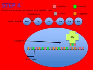 = Adenine         =Guanine
Amino acid attaches and starts to form peptide chain.
                           Peptide bond                  = Uracil         =Cytosine


      Amino Acid       Leu         Thr        Ser       Pro        Thr   Ser




            Anticodon




                         Start Codon
 