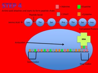 = Adenine          =Guanine
Amino acid attaches and starts to form peptide chain.
                           Peptide bond                  = Uracil           =Cytosine


      Amino Acid       Leu         Thr        Ser       Pro        Thr    Ser     Stop


                                                                          Completed Protein




            Anticodon




                         Start Codon
                                                                          Stop Codon
 