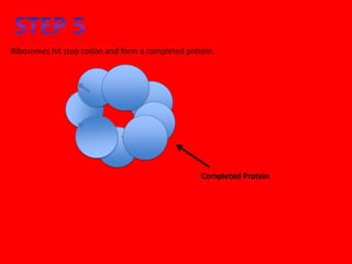 Ribosomes hit stop codon and form a completed protein.




                                                  Completed Protein
 