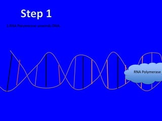 1.RNA Polymerase unwinds DNA.




                                RNA Polymerase
 