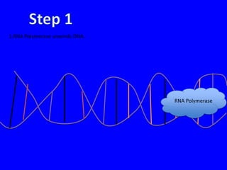 1.RNA Polymerase unwinds DNA.




                                RNA Polymerase
 