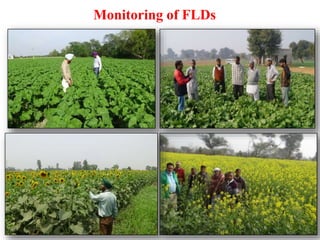 Fld oilseed | PPTX