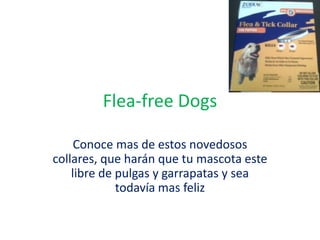 Flea-free Dogs Conoce mas de estos novedosos collares, que harán que tu mascota este libre de pulgas y garrapatas y sea todavía mas feliz 