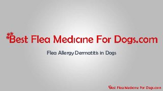 Flea Allergy Dermatitis in Dogs

 