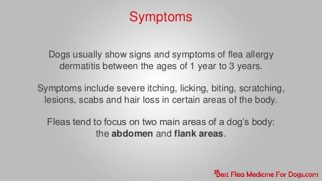 signs of fleas