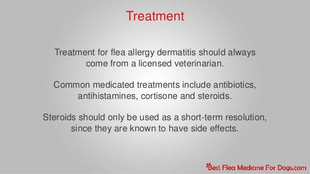 flea allergy home remedy flea allergy dermatitis in dogs flea allergy home remedy flea allergy dermatitis in dogs
