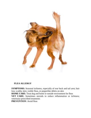 SYMPTOMS: Seasonal itchiness, especially of rear back and tail area; hair
loss; scabby skin; visible fleas, or pepperlike debris on skin
HOME CARE: Treat dog and home or outside environment for fleas
VET CARE: Sometimes steroids to reduce inflammation or itchiness;
veterinary-prescribed treatments
PREVENTION: Avoid fleas
FLEA ALLERGY
FLEA ALLERGY
 