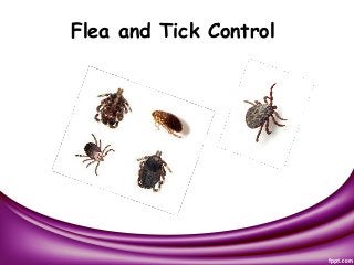 Flea and Tick Control
 