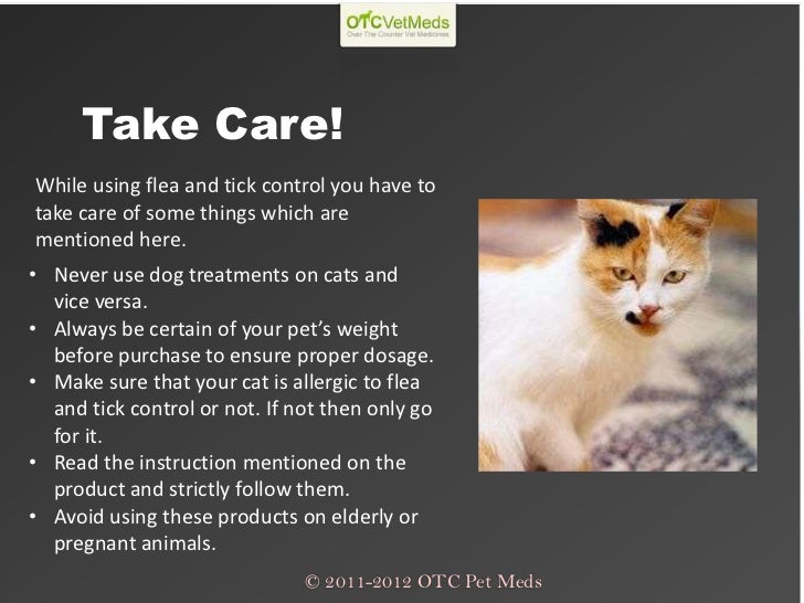 Flea Meds For Pregnant Cats Flea Meds For Pregnant Cats