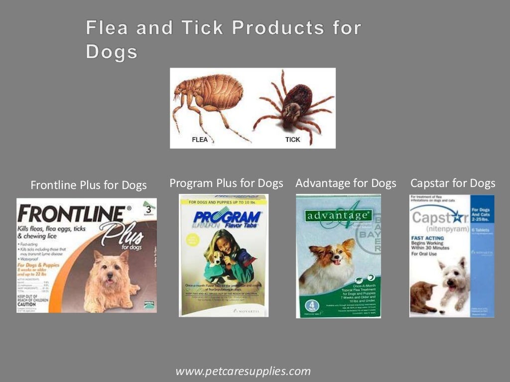 Flea and Tick Control for Dogs