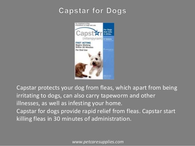 can dogs carry lice flea and tick for dogs can dogs carry lice flea and tick for dogs