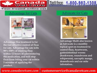 Beautiful view of Flea Embeding Products For Cats With Flea Whipworm Infestation