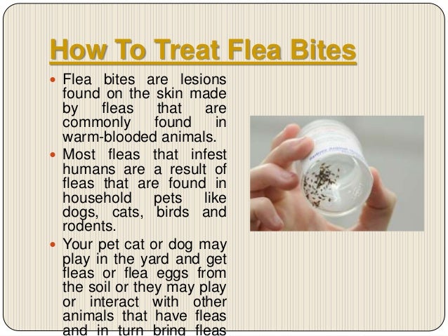 flea treatment for humans