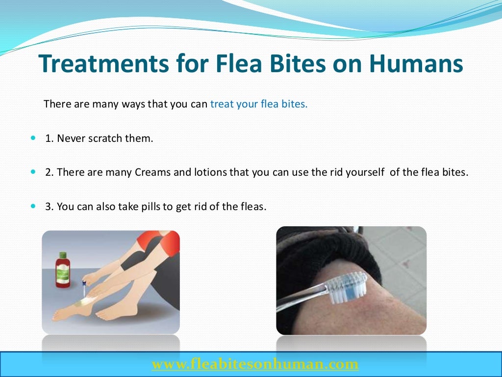 Flea bites on human