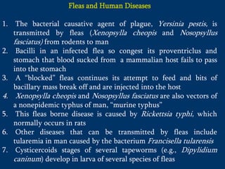 Fleas and Human Diseases
1. The bacterial causative agent of plague, Yersinia pestis, is
transmitted by fleas (Xenopsylla cheopis and Nosopsyllus
fasciatus) from rodents to man
2. Bacilli in an infected flea so congest its proventriclus and
stomach that blood sucked from a mammalian host fails to pass
into the stomach
3. A “blocked” fleas continues its attempt to feed and bits of
bacillary mass break off and are injected into the host
4. Xenopsylla cheopis and Nosopsyllus fasciatus are also vectors of
a nonepidemic typhus of man, “murine typhus”
5. This fleas borne disease is caused by Rickettsia typhi, which
normally occurs in rats
6. Other diseases that can be transmitted by fleas include
tularemia in man caused by the bacterium Francisella tularensis
7. Cysticercoids stages of several tapeworms (e.g., Dipylidium
caninum) develop in larva of several species of fleas
 