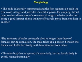 Morphology
• The body is laterally compressed and the first segment on each leg
(the coxa) is large and provides incredible power for jumping; lateral
compression allows ease of movement through the hairs on the host;
being a good jumper allows them to effectively move from one host to
another
•The antennae of males are nearly always longer than those of
females; during copulation, the male takes up a position beneath the
female and holds her firmly with his antennae from below
• The male body has an upward tilt posteriorly, but the female body is
evenly rounded terminally
 