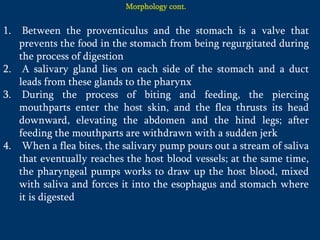 Morphology cont.
1. Between the proventiculus and the stomach is a valve that
prevents the food in the stomach from being regurgitated during
the process of digestion
2. A salivary gland lies on each side of the stomach and a duct
leads from these glands to the pharynx
3. During the process of biting and feeding, the piercing
mouthparts enter the host skin, and the flea thrusts its head
downward, elevating the abdomen and the hind legs; after
feeding the mouthparts are withdrawn with a sudden jerk
4. When a flea bites, the salivary pump pours out a stream of saliva
that eventually reaches the host blood vessels; at the same time,
the pharyngeal pumps works to draw up the host blood, mixed
with saliva and forces it into the esophagus and stomach where
it is digested
 