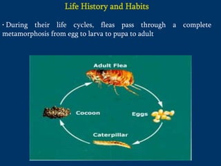 Life History and Habits
• During their life cycles, fleas pass through a complete
metamorphosis from egg to larva to pupa to adult
 