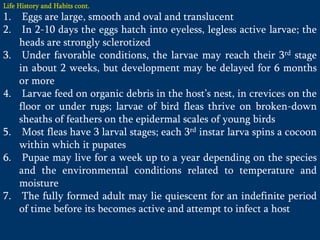 Life History and Habits cont.
1. Eggs are large, smooth and oval and translucent
2. In 2-10 days the eggs hatch into eyeless, legless active larvae; the
heads are strongly sclerotized
3. Under favorable conditions, the larvae may reach their 3rd stage
in about 2 weeks, but development may be delayed for 6 months
or more
4. Larvae feed on organic debris in the host’s nest, in crevices on the
floor or under rugs; larvae of bird fleas thrive on broken-down
sheaths of feathers on the epidermal scales of young birds
5. Most fleas have 3 larval stages; each 3rd instar larva spins a cocoon
within which it pupates
6. Pupae may live for a week up to a year depending on the species
and the environmental conditions related to temperature and
moisture
7. The fully formed adult may lie quiescent for an indefinite period
of time before its becomes active and attempt to infect a host
 