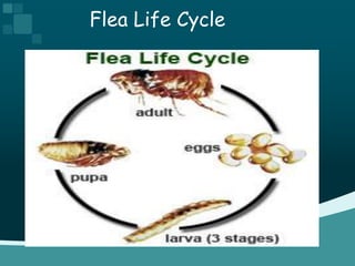 Flea Life Cycle
 
