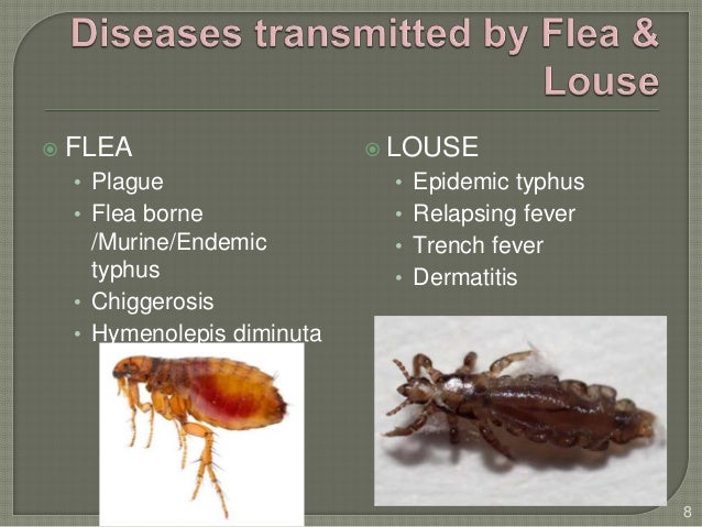 Flea Louse Mites Ticks