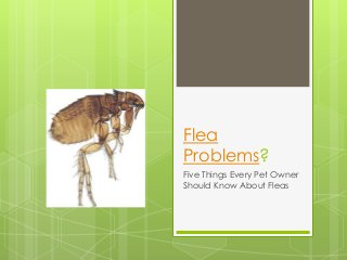 Flea
Problems?
Five Things Every Pet Owner
Should Know About Fleas
 