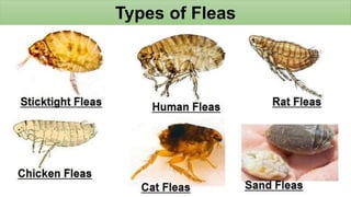 Fleas.pptx