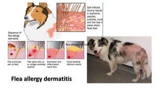 Fleas.pptx