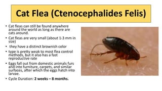 Chigoe Fleas (Tunga Penetrans)
generally live in soil and sandy areas
Appearance
They have a brownish color and are very s...
