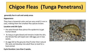 Harmful effects of fleas
 