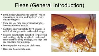 Fleas (General Introduction)
 