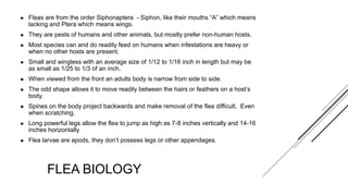 Fleas and Their Biology.pptx