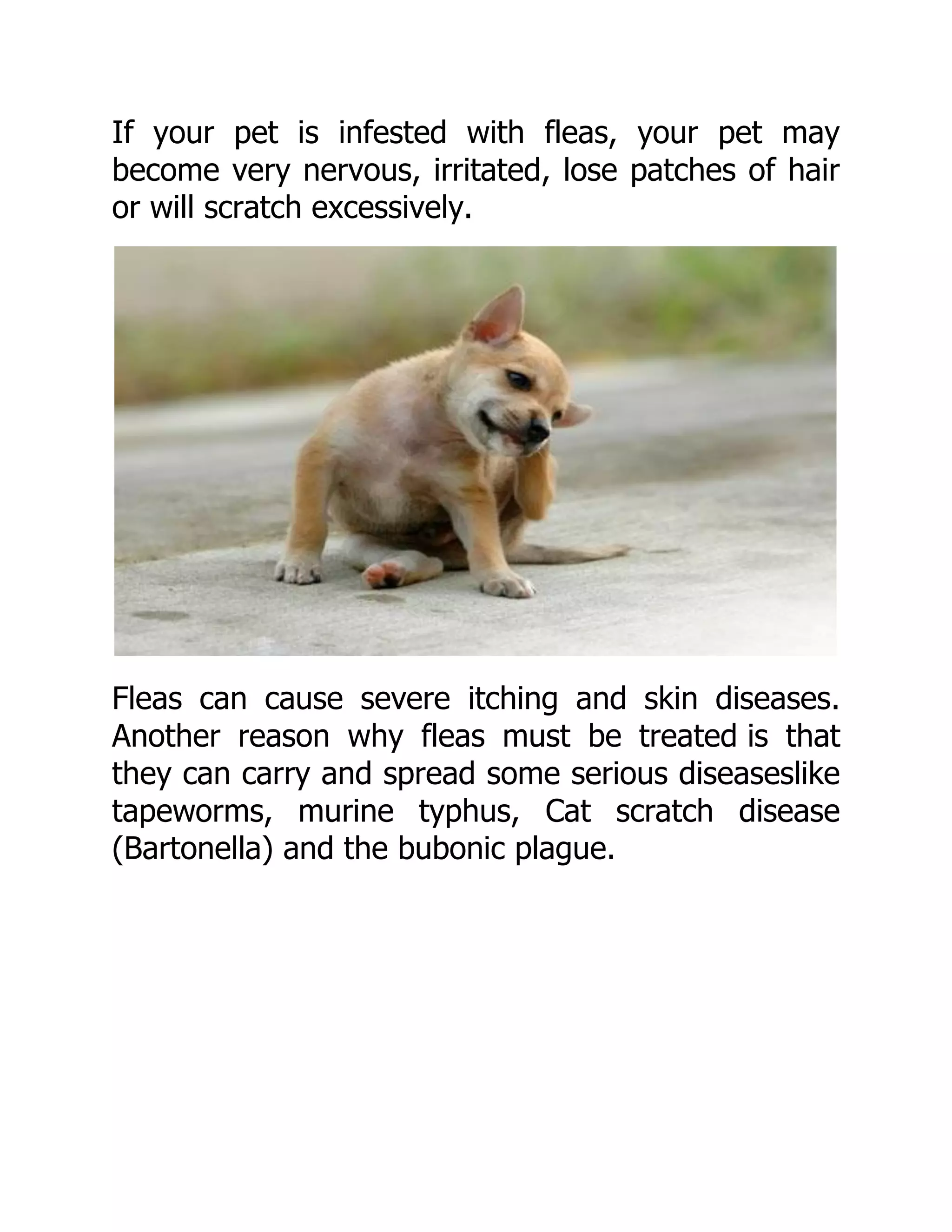 Can Fleas On Dogs And Cats Carry Black Plague