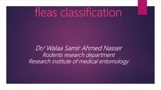 fleas classification
Dr/ Walaa Samir Ahmed Nasser
Rodents research department
Research institute of medical entomology
 