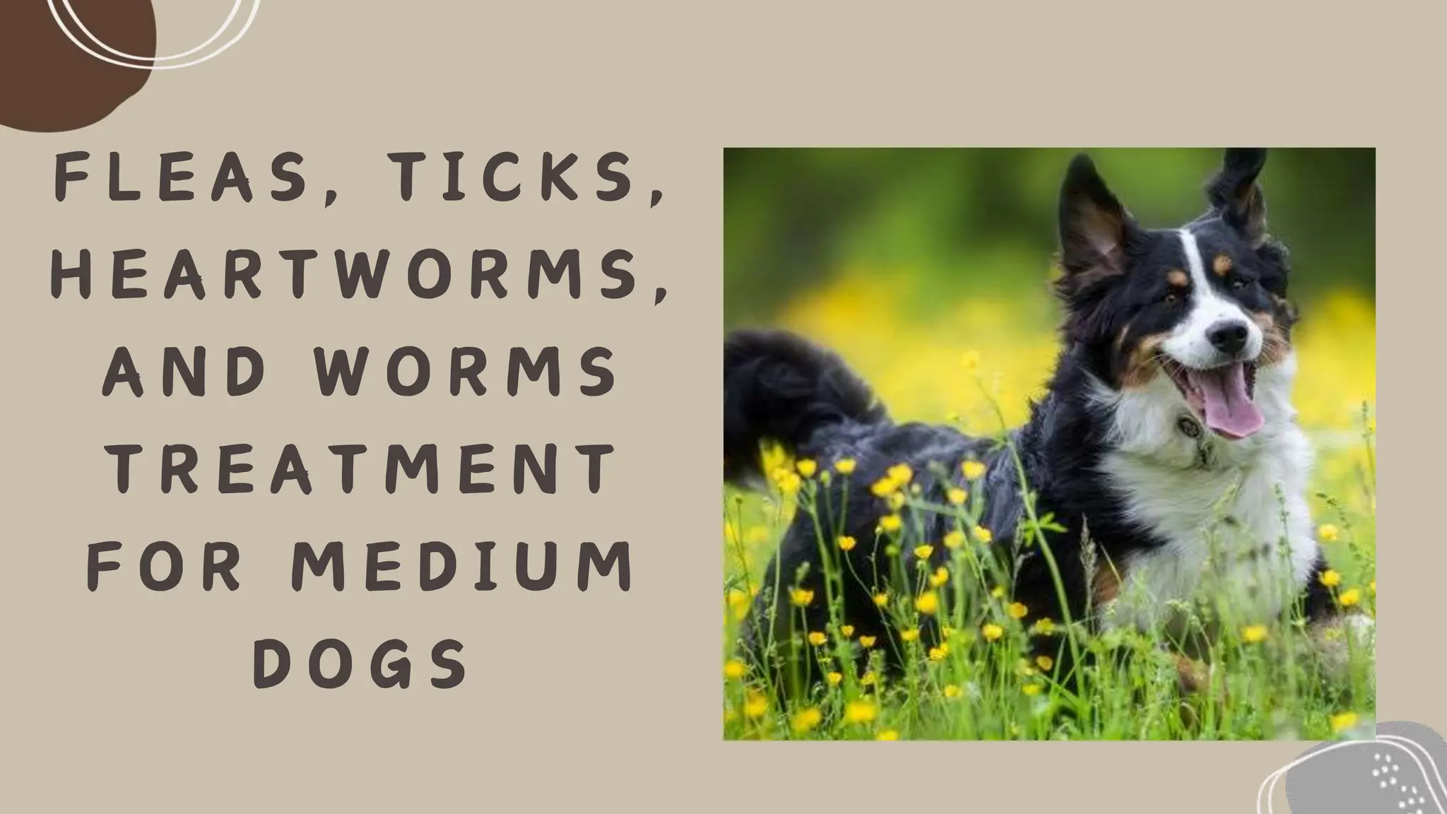 Fleas, Ticks, Heartworms, and Worms Treatment for Medium Dogs PPT