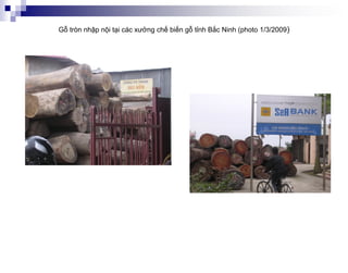 Gỗ tròn nhập nội tại các xưởng chế biến gỗ tỉnh Bắc Ninh (photo 1/3/2009)
 